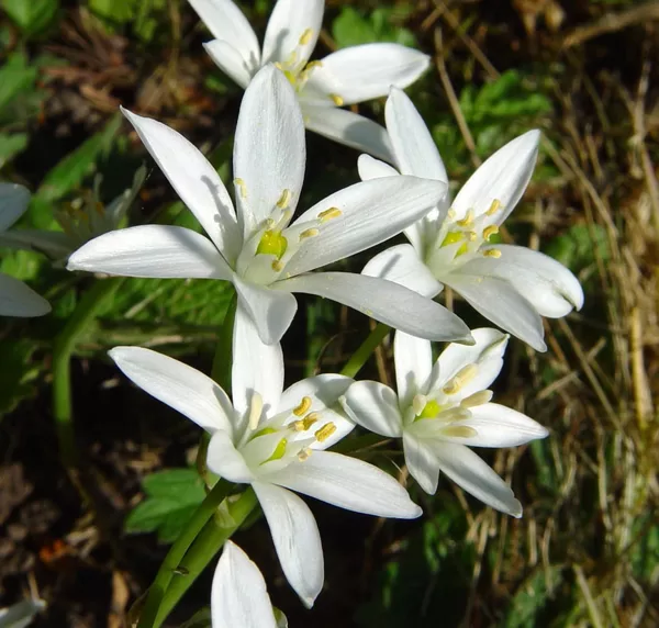 Star of Bethlehem