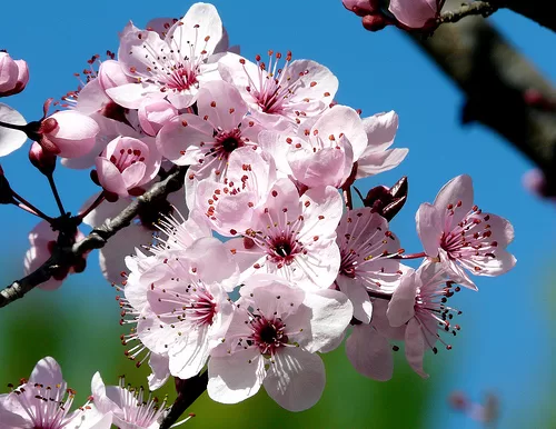Cherry Plum