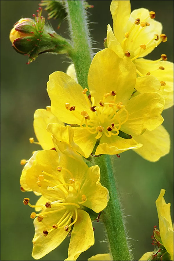Agrimony