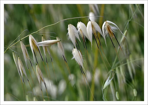 Wild Oat