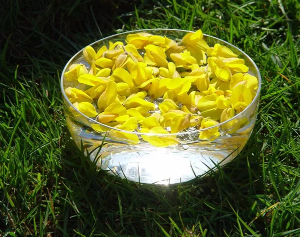Gorse