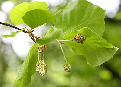 Beech