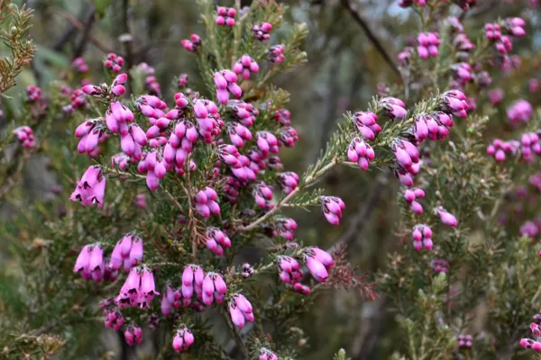 Heather