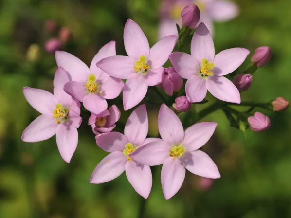 Centaury