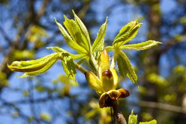 Chestnut Bud