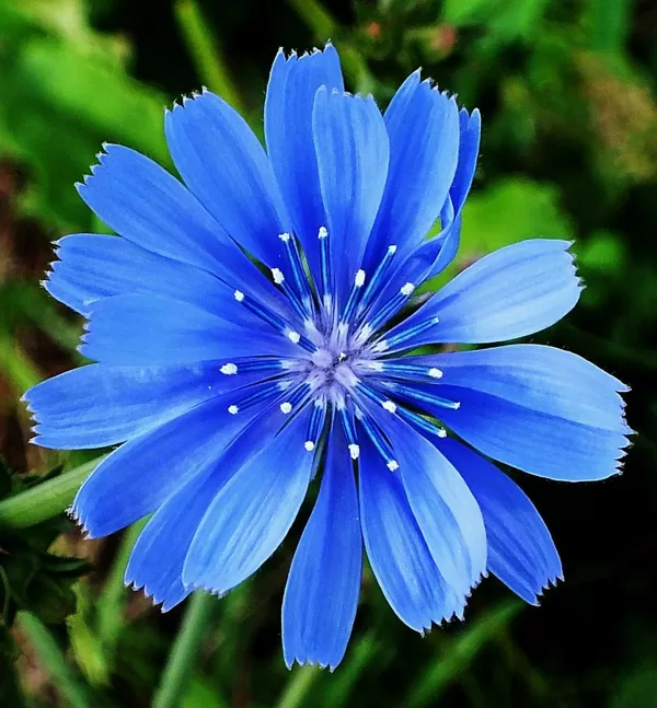Chicory