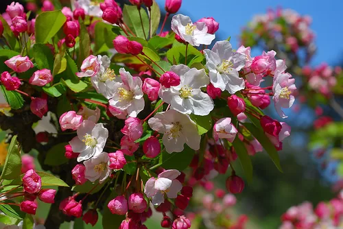 Crab Apple